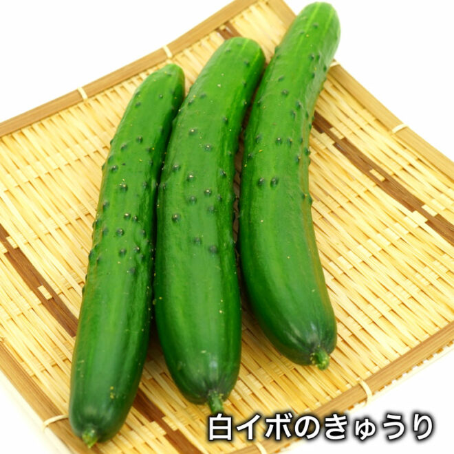 新鮮生野菜 低農薬 天然由来の肥料 大阪のきゅうり トマト 大畑大介商店