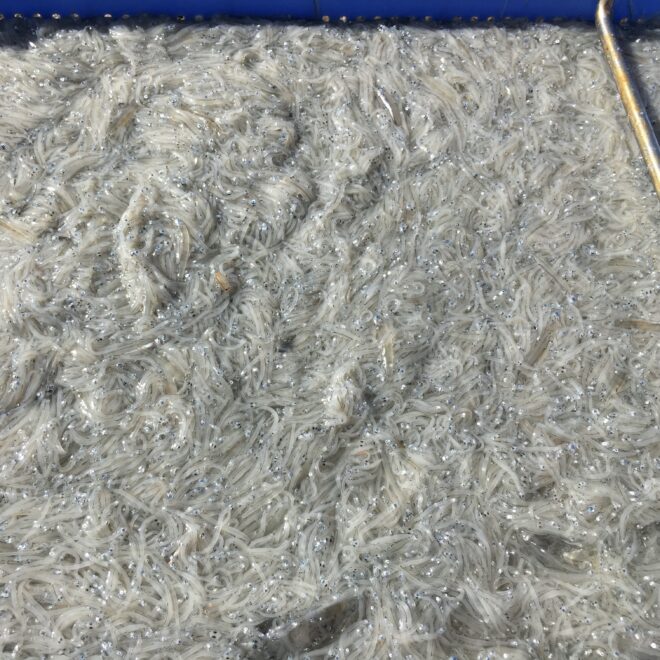 網元の釜揚げしらす 鮮度抜群で大人気 産地直送 限定通販 大畑大介商店