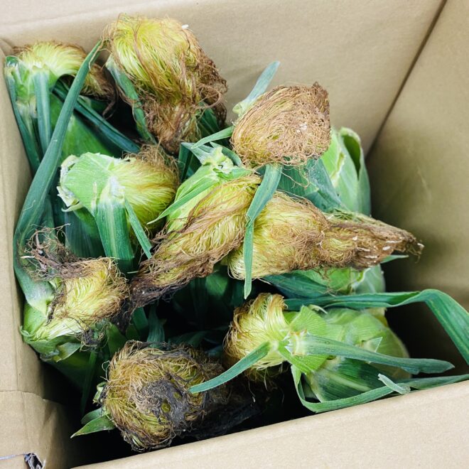 美味しいとうもろこしとは 見分け方 正しい保存方法 とうもろこしが甘くなる秘密 大畑大介商店