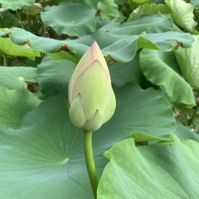 蓮の実（生）はどんな味？食べ方は？見た目が気持ち悪い！？※閲覧注意  