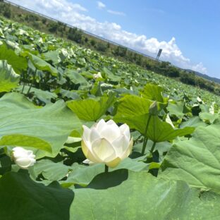 蓮の実 生 はどんな味 食べ方は 見た目が気持ち悪い 閲覧注意 大畑大介商店