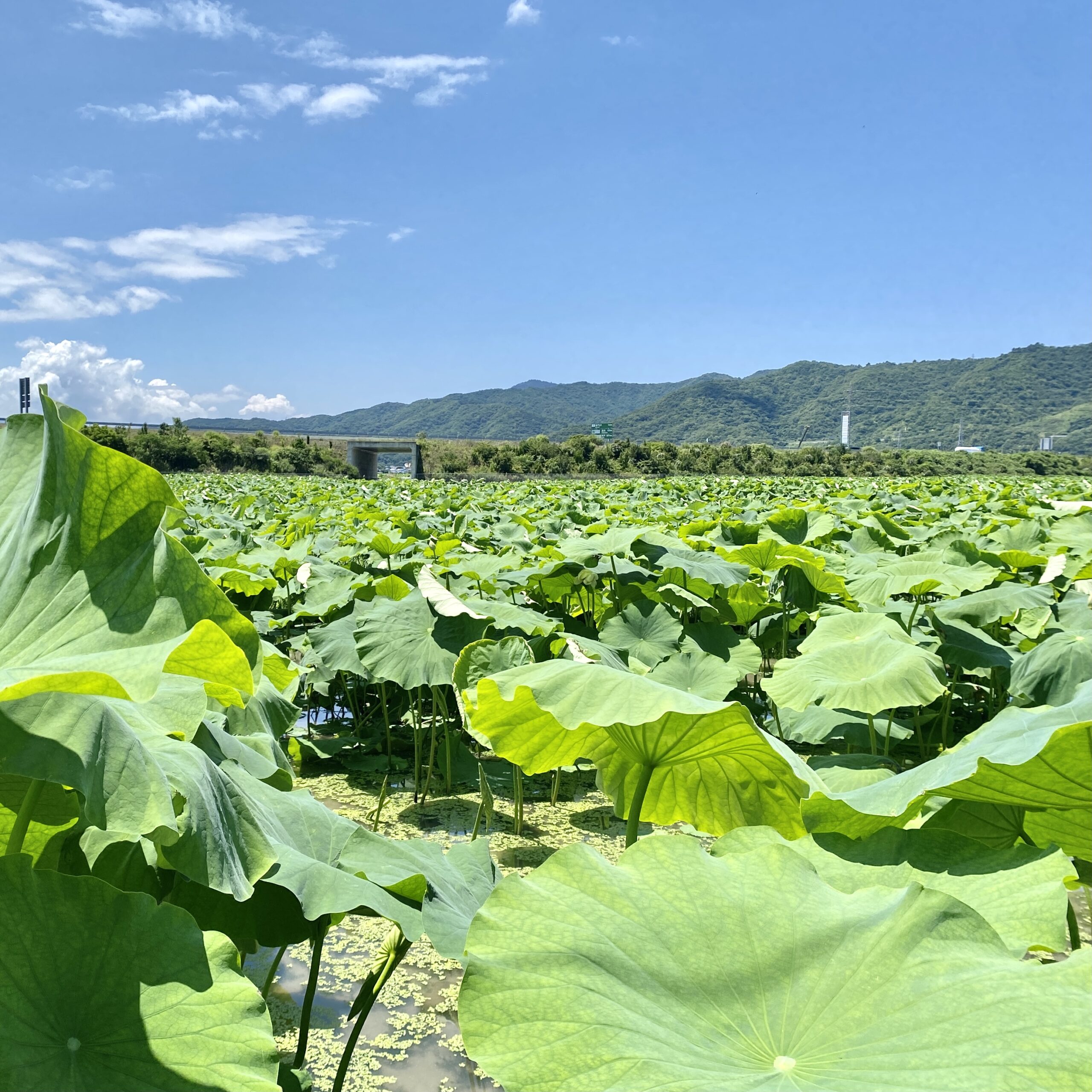 蓮の実 蓮台 ってどんなの 見た目が気持ち悪い 蓮の実は食べれるの 大畑大介商店