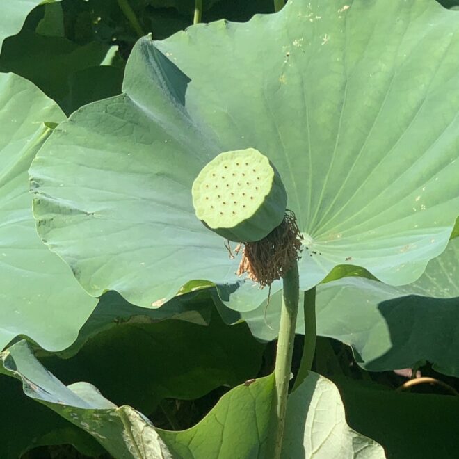 蓮の実（生）はどんな味？食べ方は？見た目が気持ち悪い！？※閲覧注意  