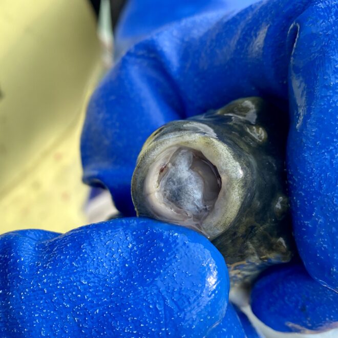 淡路島三年とらふぐ フグの人気の通販 自宅で高級てっちり鍋をお取り寄せ 意外と知らないふぐの豆知識も 大畑大介商店