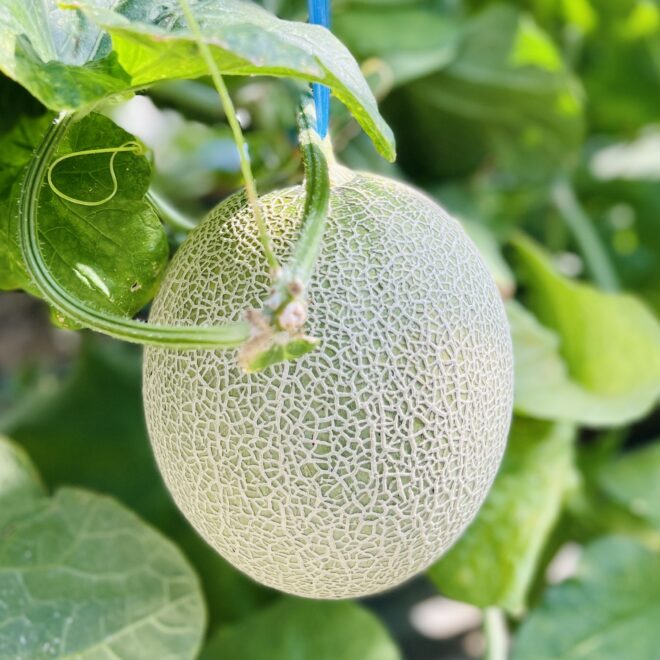 美味しい完熟メロンの見分け方 メロンの食べ頃のサインは？メロンは追 
