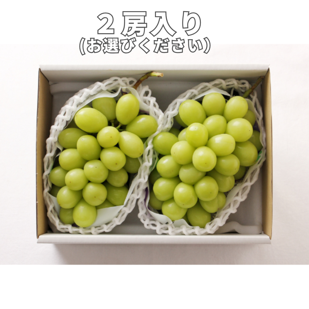 9月末～11月上旬【大阪中央卸売市場から】＜正品＞シャイン 