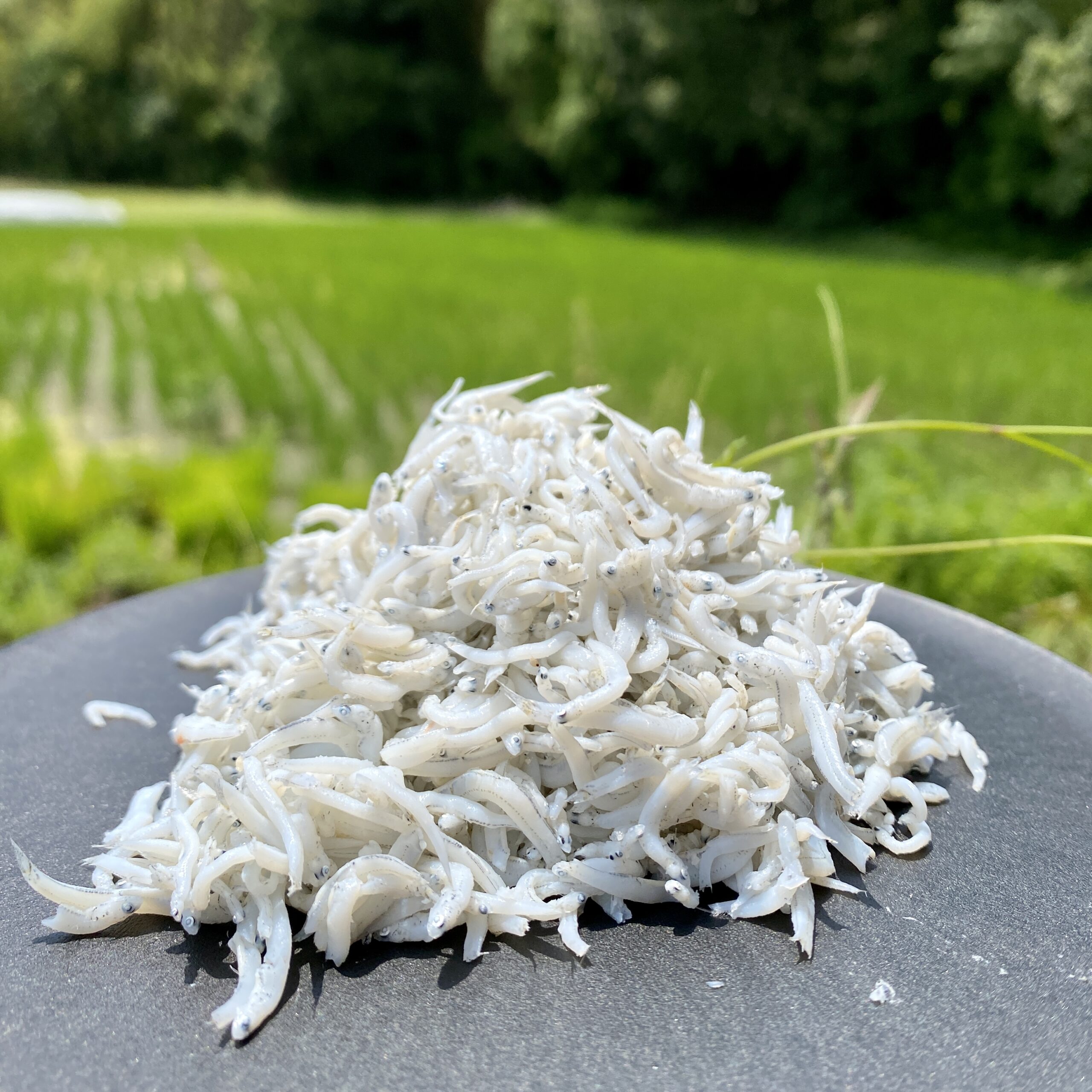 和歌山県新宮市産】鮮度抜群無添加 釜揚げしらす 1kg ※4月〜12月 | 大畑大介商店