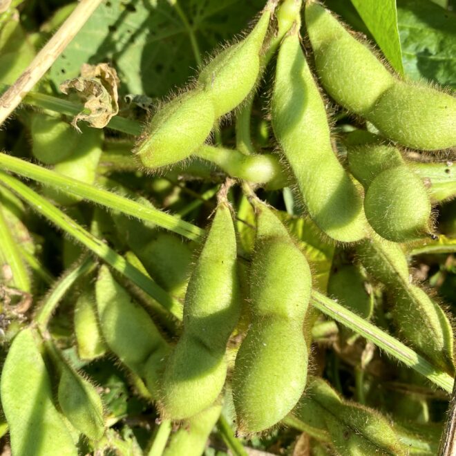 丹波篠山の川北黒大豆枝豆 普通の枝豆とどう違うの 旬はいつ どこで買える