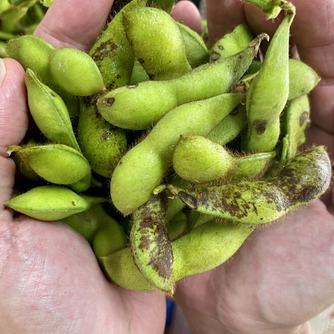 丹波篠山 黒大豆枝豆 鞘の黒い斑点 模様 は何 より美味しく食べるコツは 大畑大介商店
