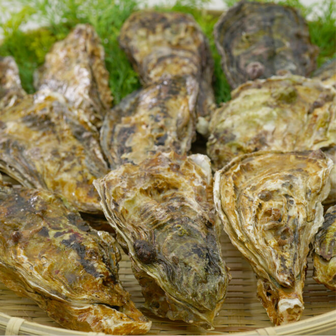 牡蠣の一番美味しい時期はいつ どこの産地が良いの 殻付き牡蠣の超簡単な食べ方は 大畑大介商店