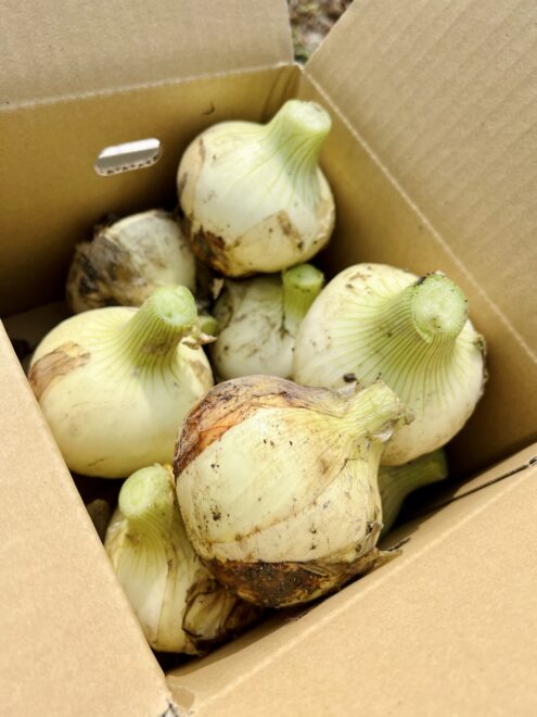 新玉ねぎとは 旬はいつ 特徴や食べ方の紹介 淡路島でおすすめの新玉ねぎの通販 大畑大介商店