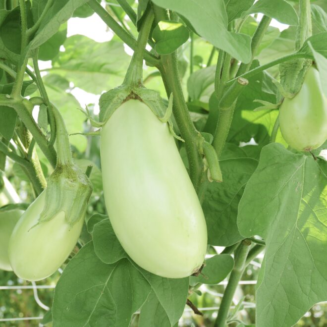 緑色のナスビ 翡翠ナス とは 美 ナスって何 Gottso美 ナス おすすめレシピ 大畑大介商店