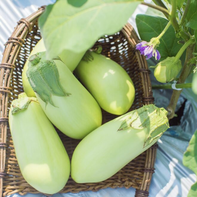 美 ナス 翡翠ナス の通販 ナス嫌いも食べれる緑のナス 阿波のご馳走 大畑大介商店