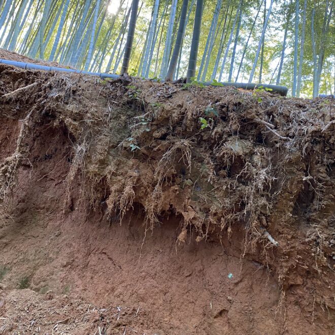 白子たけのこはどこで買える おすすめの産地直送 通販 大畑大介商店
