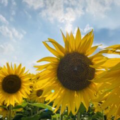 全品10%OFFクーポン発行　大畑大介商店1周年記念　