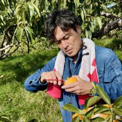 あんぽ柿って何？干し柿との違いを解説｜おすすめの和歌山県産あんぽ柿