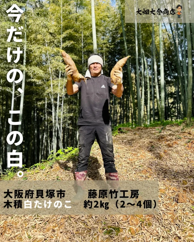 幻の筍『白子たけのこ』とは？特徴や旬はいつ？｜産地直送の通販から