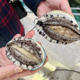 【アワビ】種類による違いは？旬はいつ？｜養殖アワビと天然アワビの特徴を解説！