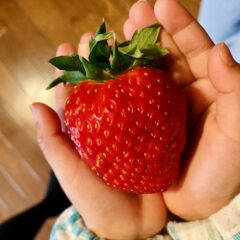 いちご【贈答・高級】大粒の希少品種『古都華』の旬や特徴・おすすめの産地直送お取り寄せ！