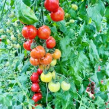 ゼリーまで甘い大野農園の”いちごトマト”｜地元で売り切れる希少トマトを通販でお取り寄せ