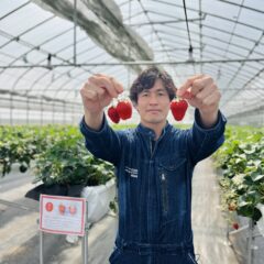 あざといちご　SAMURAIのいちご　とは？　大人気の高級イチゴ　お取り寄せ　