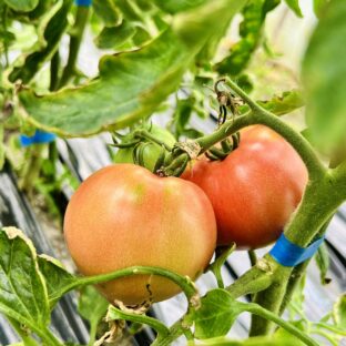 トマトの見分け方　新鮮で美味しいトマトは？｜旬（一番美味しい時期）は夏じゃない？｜正しい保存方法は？