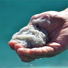 高級釜揚げしらす　おすすめのお取り寄せ　和歌山王子水産の釜揚げしらすが人気の理由