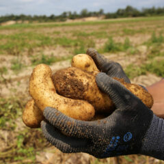 じゃがいも（ばれいしょ）｜北海道より直送！｜おすすめの通販は？