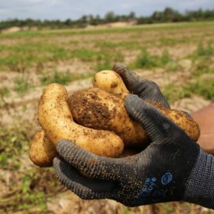 じゃがいも（ばれいしょ）｜北海道より直送！｜おすすめの通販は？