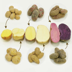 じゃがいものおすすめレシピは？じゃがいもの品種・特徴にあったレシピを料理のプロが教えます！！