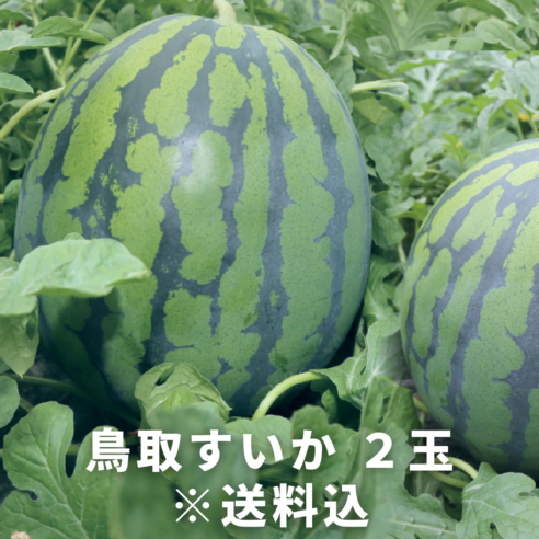 【鳥取県北栄町】すいか（進物）2玉（約8kg/1玉）※6月上旬〜7月中旬