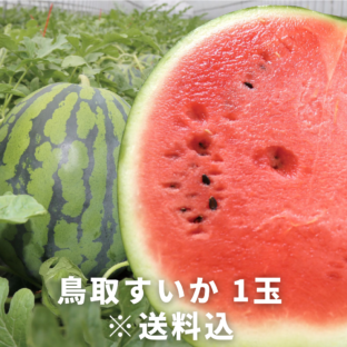 【鳥取県北栄町】すいか（進物）1玉（約8kg）※6月上旬〜7月中旬