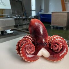 明石だことは？　贈答にもピッタリ　高級タコの通販