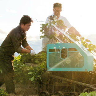 だだちゃ豆（枝豆）の美味しい茹で方・保存方法も！