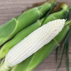 ホイップコーンとは？旬はいつ？糖度は？白いとうもろこしの美味しい食べ方・保存方法までご紹介！