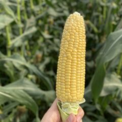 美味しいとうもろこしとは？　見分け方・正しい保存方法　とうもろこしが甘くなる秘密　