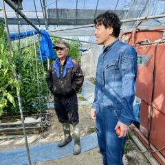 トマトの糖度や旬、美味しいトマトの見分け方について｜まいひめおじさんのトマトの作り方とは？