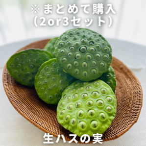 ※8月上旬〜8月中旬【徳島県鳴門市】生ハスの実２or３セット（蓮台付き・軸なし）