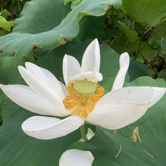 蓮の実（生）はどんな味？食べ方は？見た目が気持ち悪い！？※閲覧注意 | 大畑大介商店