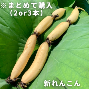 【徳島県鳴門市】新れんこん２or３本（1本＝3節）※8月下旬〜9月中旬