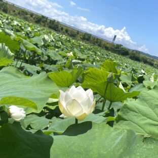 蓮の実（生）はどんな味？食べ方は？見た目が気持ち悪い！？※閲覧注意 | 大畑大介商店