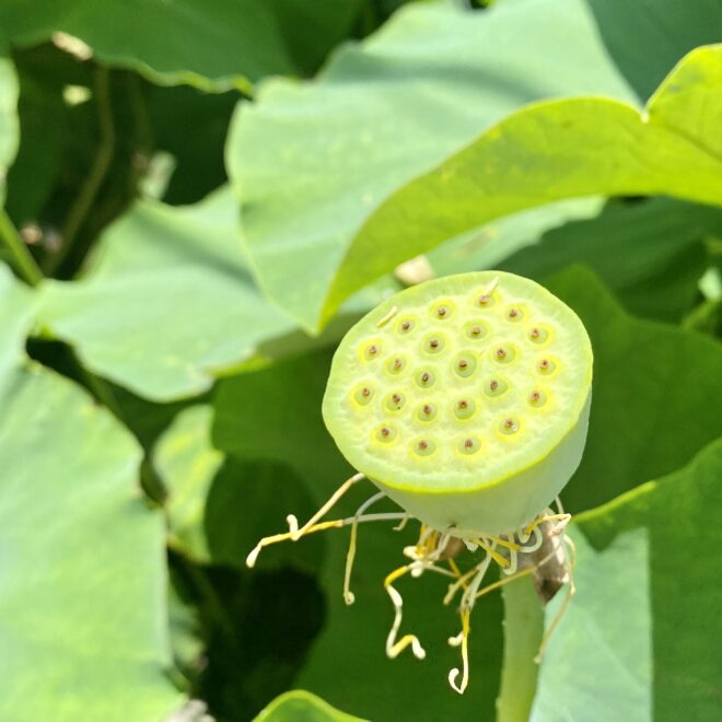 蓮の実（生）はどんな味？食べ方は？見た目が気持ち悪い！？※閲覧注意 | 大畑大介商店