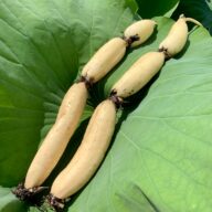 ※8月下旬〜9月中旬【徳島県鳴門市】新れんこん　1本（3節）