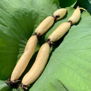 ※8月下旬〜9月中旬【徳島県鳴門市】新れんこん　1本（3節）