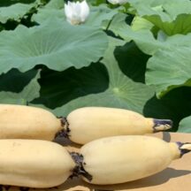 新れんこんとは？旬の時期は？新れんこんおすすめの食べ方は？