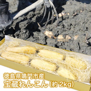 【徳島県鳴門市】宝蔵れんこん　約2.5kg（親れんこん4節×2本）9月〜