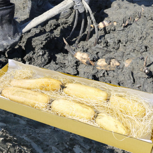 【徳島県鳴門市】宝蔵れんこん　親れんこん約2.5kg（4節×2本）※9〜5月