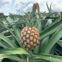 【国産パイナップル】ピーチパイン　パイナップルの旬や特徴、国産と外国産の違いについて解説！