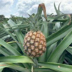 【国産パイナップル】ピーチパイン　パイナップルの旬や特徴、国産と外国産の違いについて解説！