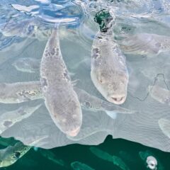 淡路島三年とらふぐ　 自宅で高級てっちり鍋をお取り寄せ｜意外と知らないふぐの豆知識も！